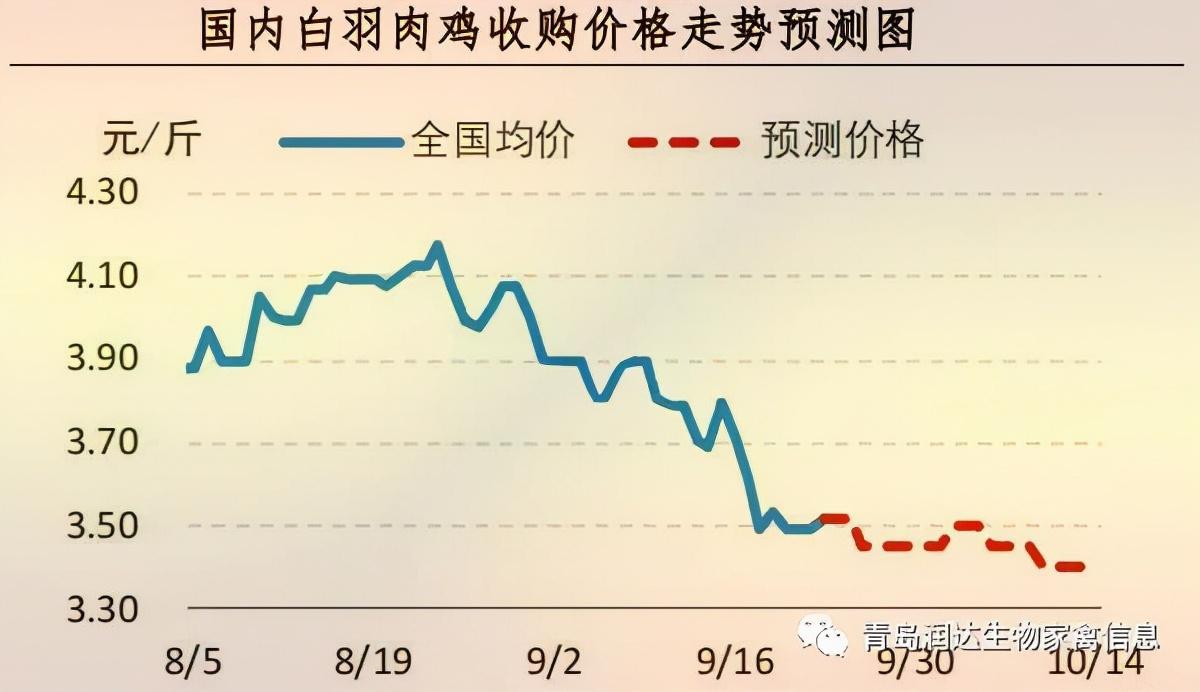 白羽肉鸡最新价格动态解析