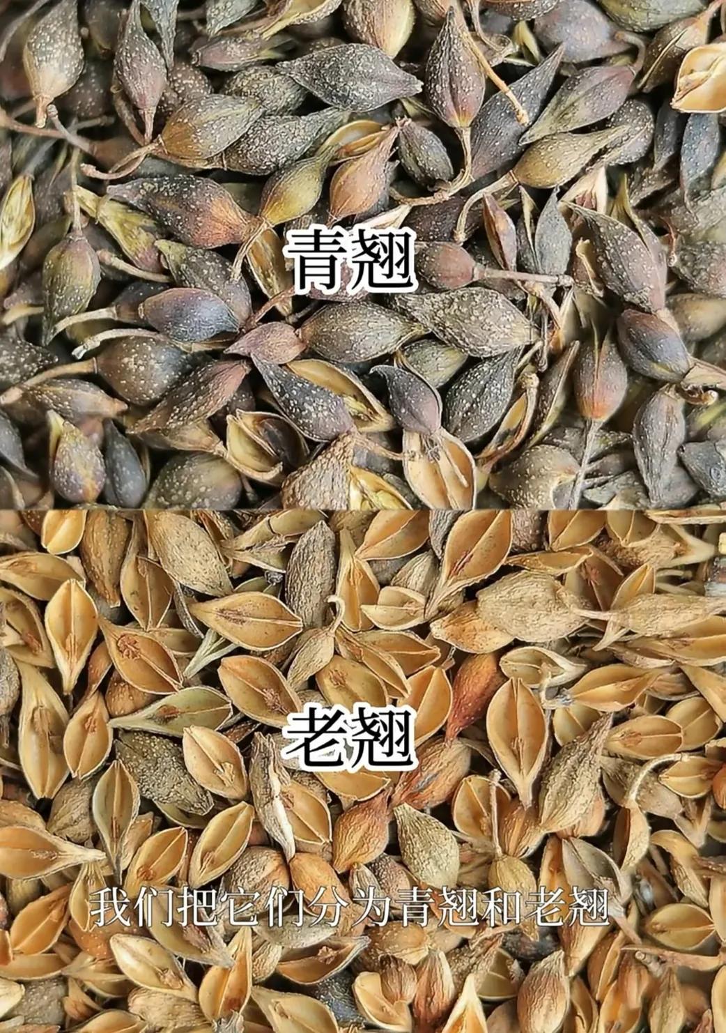 连翅最新价格动态与市场需求分析