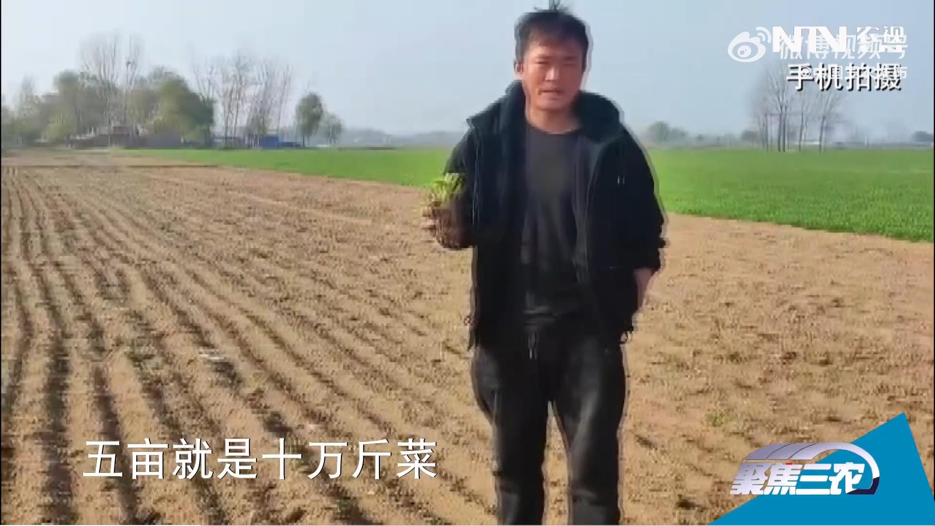 山东芹菜产地最新价格动态解析