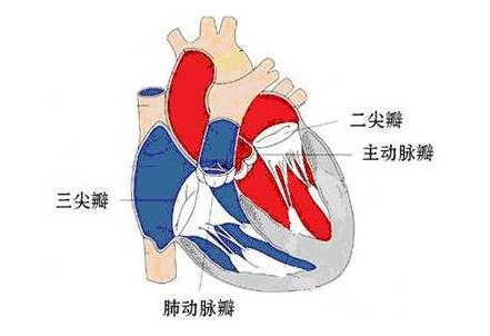 心脏健康数字化探索，心脏杂音下载研究新篇章