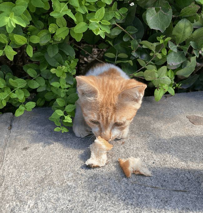 猫咪社区梦幻天堂，最新动态集结，为猫奴呈现梦幻体验