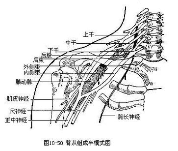 臂丛神经最新治疗方法的研究与应用进展