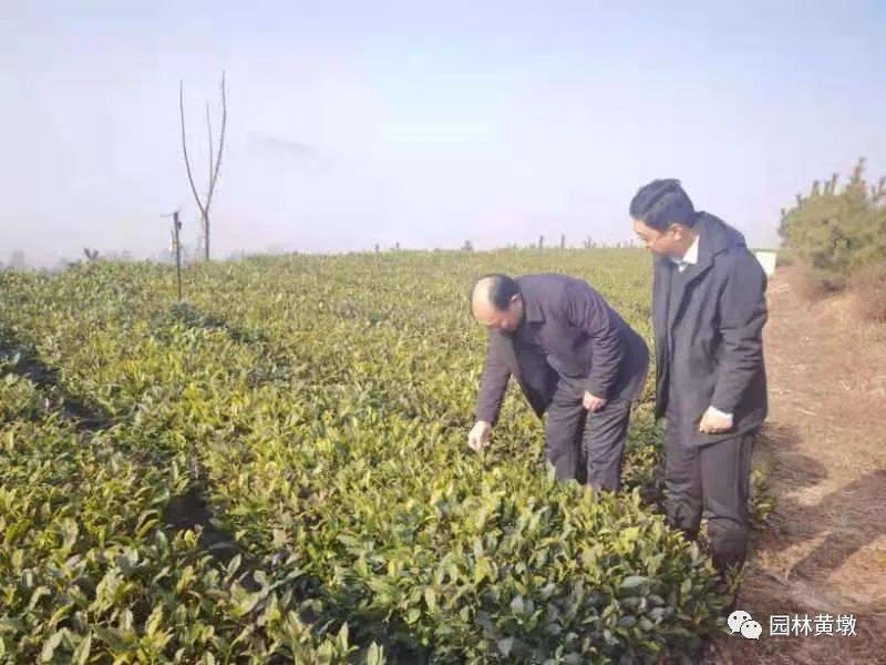 丰源村委会领导团队全新亮相，展望未来发展之路