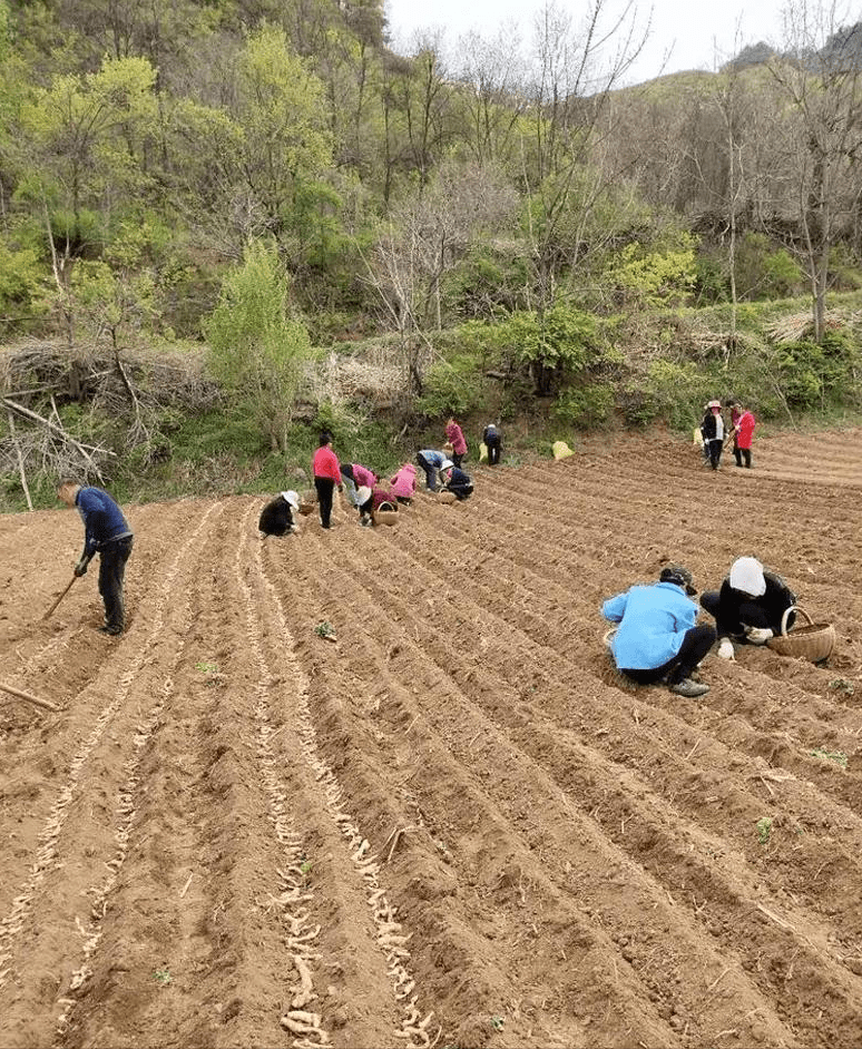 利川市农业农村局新项目推动农业现代化，乡村振兴再添动力