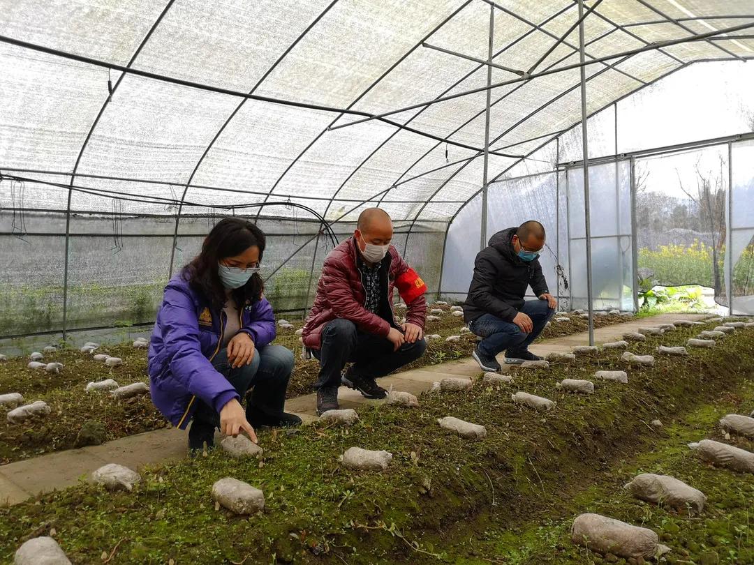 雨城区小学最新招聘公告概览