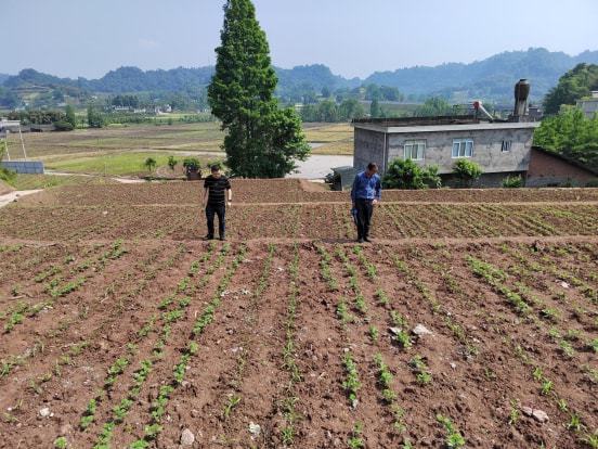 美兰区农业农村局最新项目，推动农业现代化，助力乡村振兴